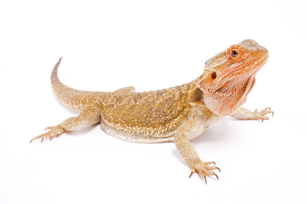 pogona