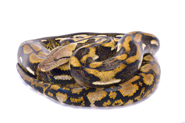 python