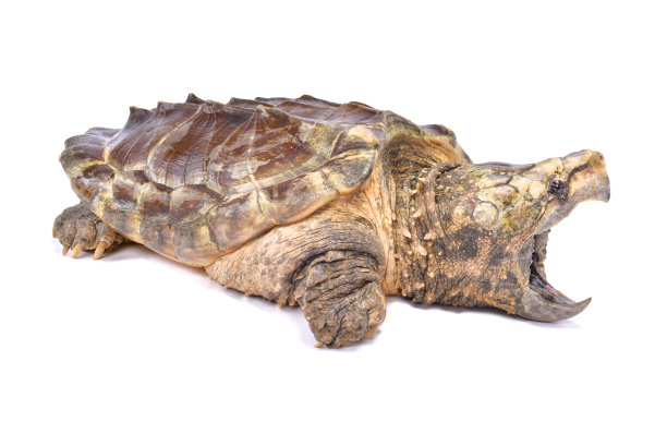 snapper