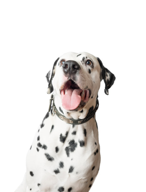 dalmatian