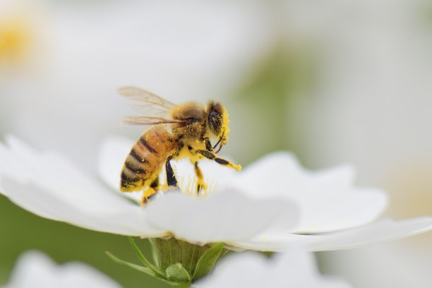 pollination