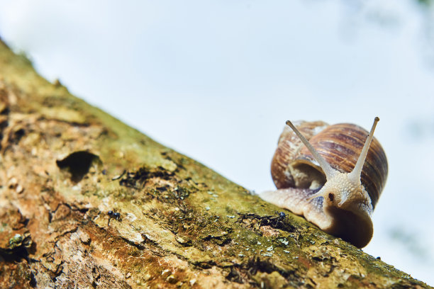 枝上的蜗牛
