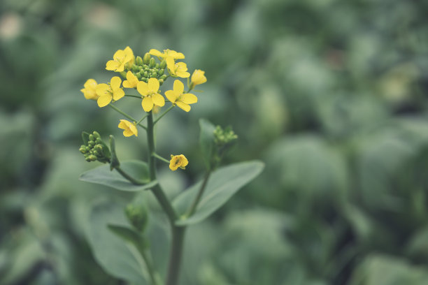 收割油菜籽