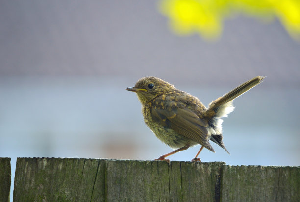 robin-chat