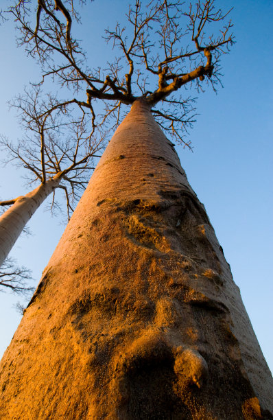 baobab