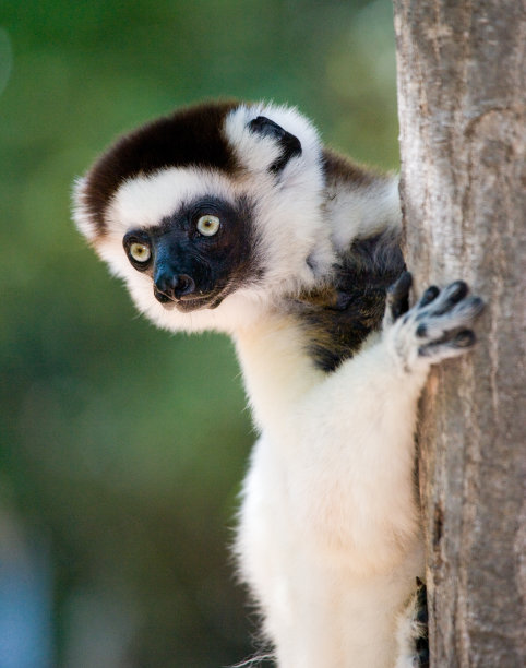 madagascar