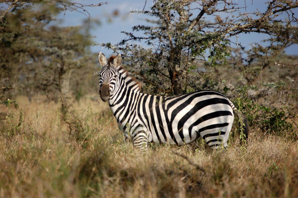 nanyuki