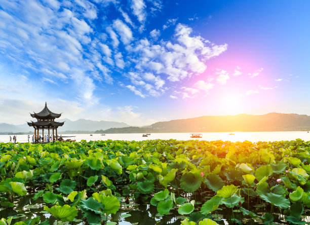 杭州西湖荷花
