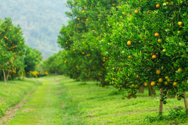 orchard