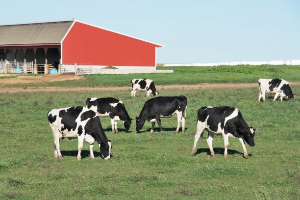 dairy