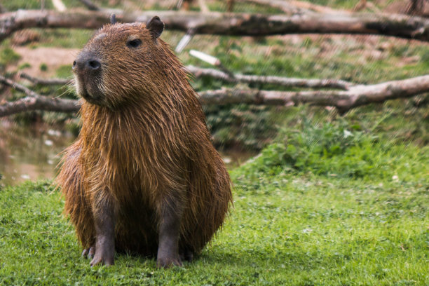capybara