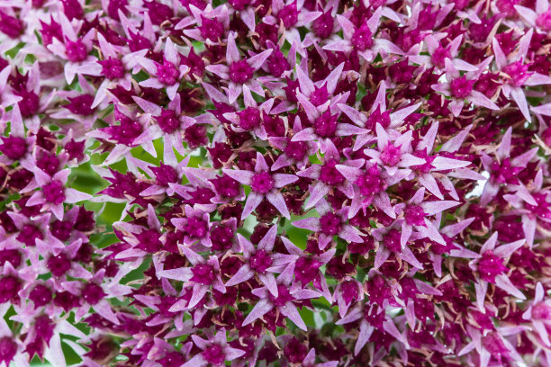sedum