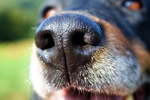 muzzle
