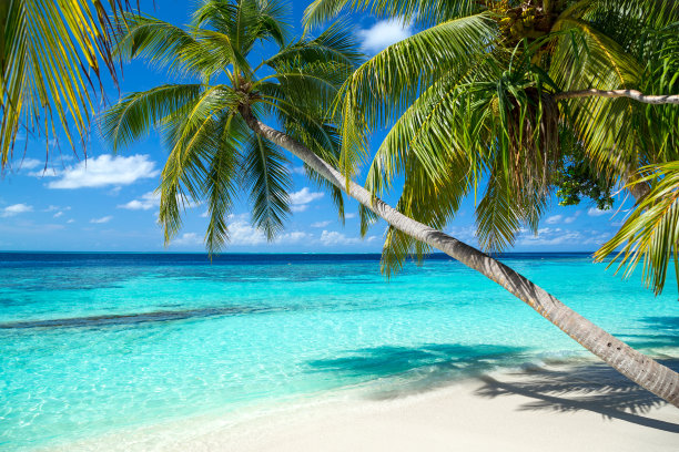 海滨椰子树