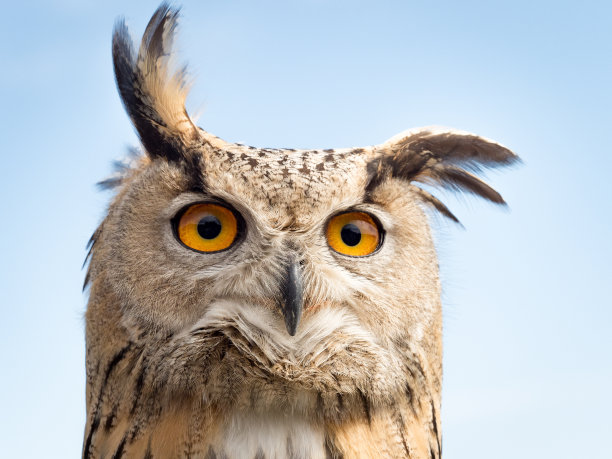 strix