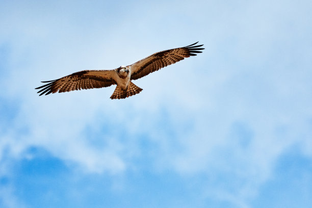 buteo