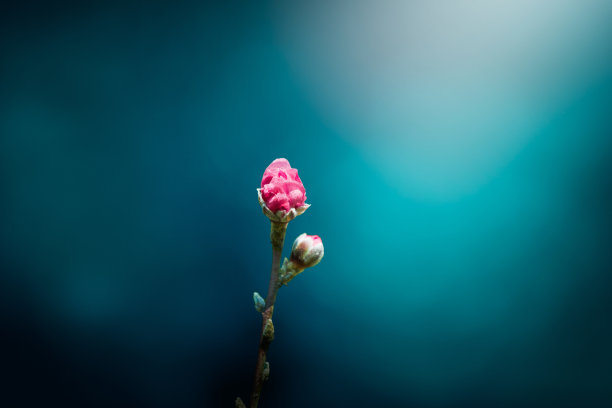 桃花花苞