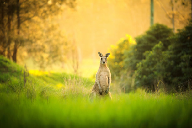 kangaroo