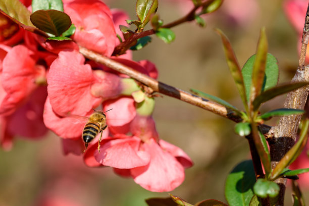 桃花蜜蜂采蜜