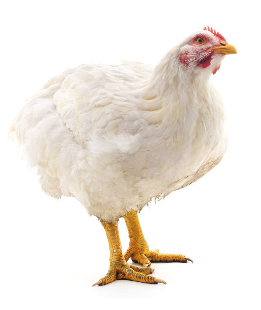 hen