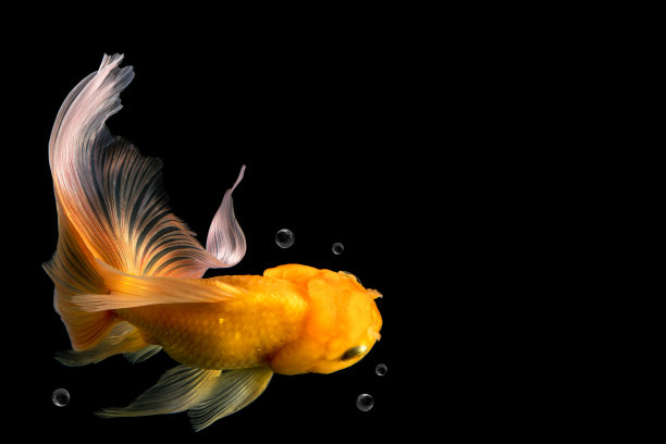 carassius
