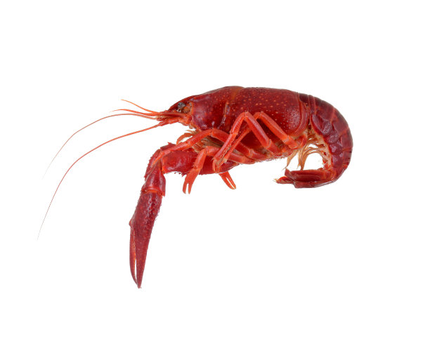 mudbugs