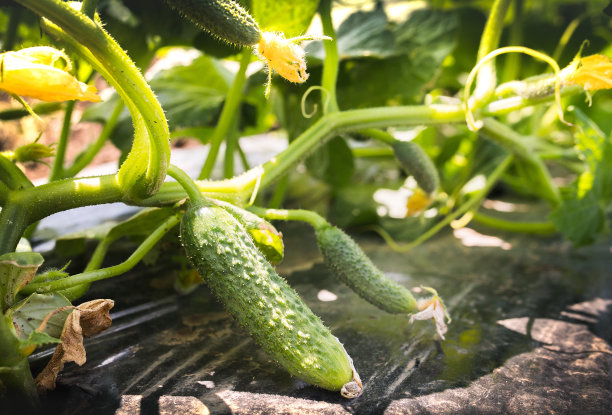 cucumber