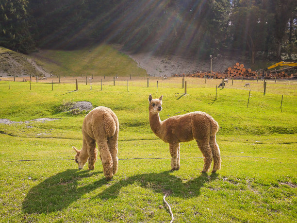alpaca