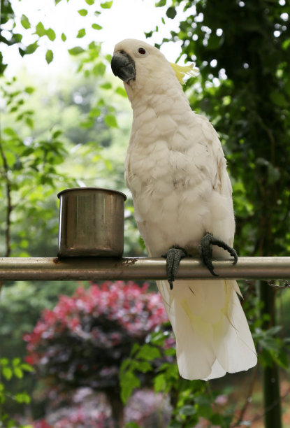 captivity