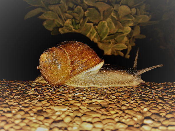 snail