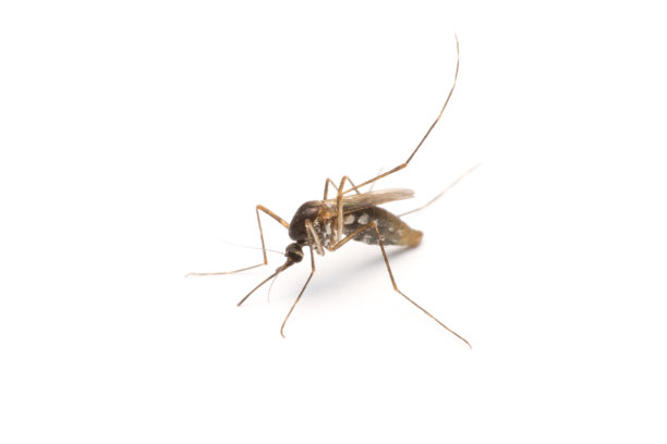mosquito