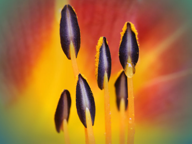 stamens
