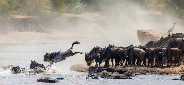 wildebeest