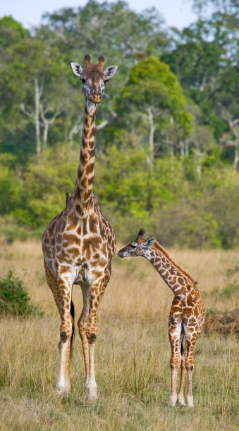 serengeti