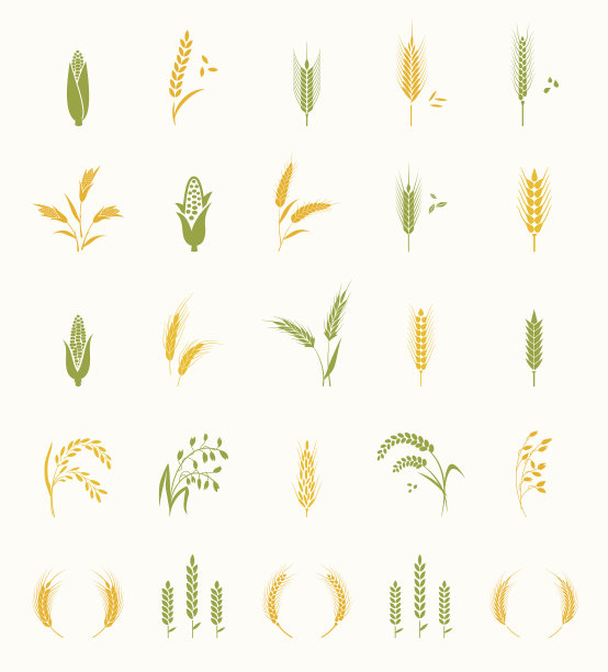 玉米种子包装设计