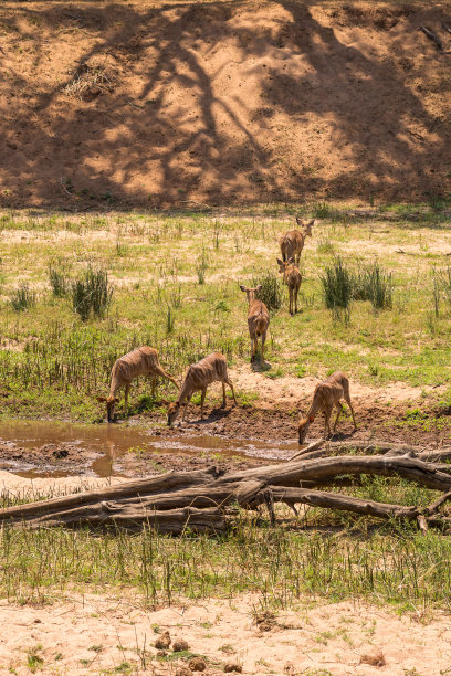 南非林羚