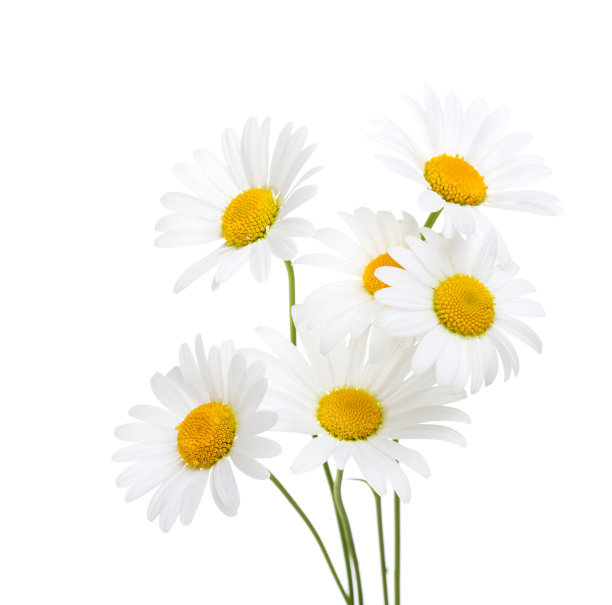 daisy