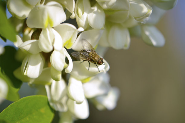 香槐花