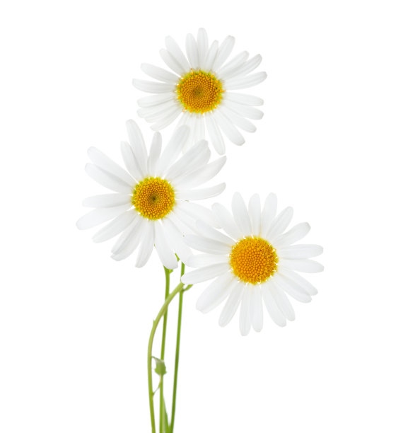 leucanthemum