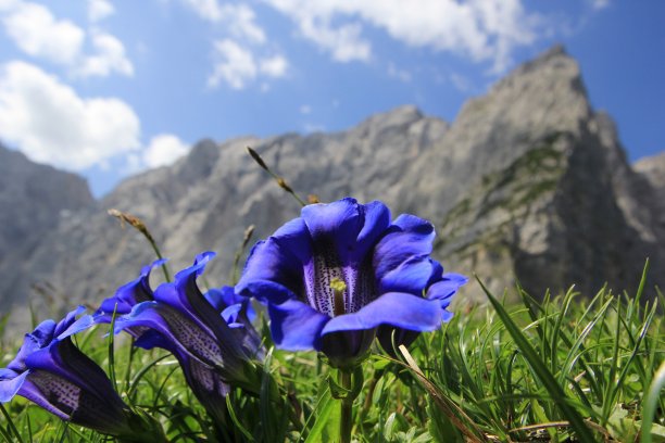 gentian
