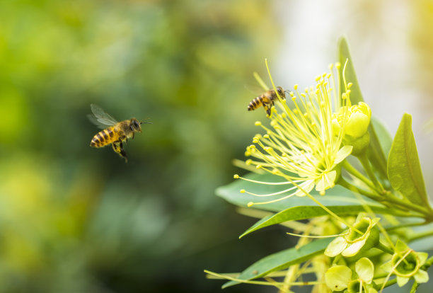 bee