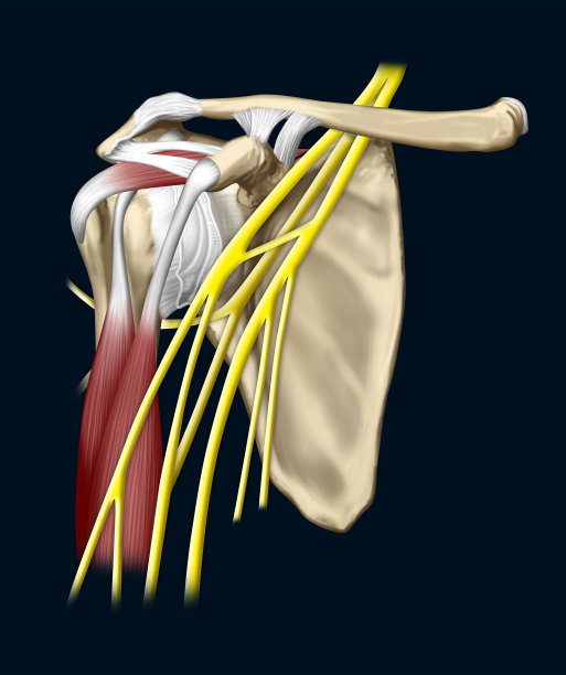 shoulder