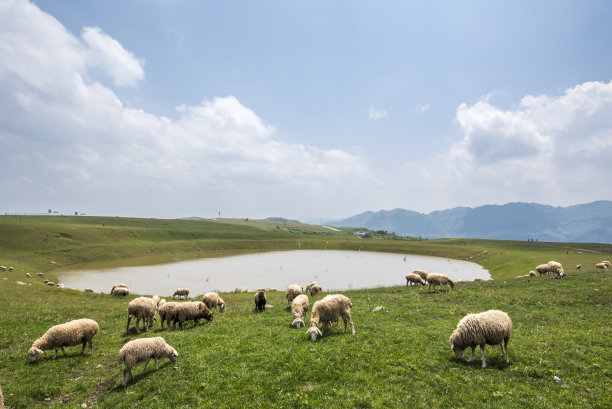 牧场,湖边,羊群,湖泊