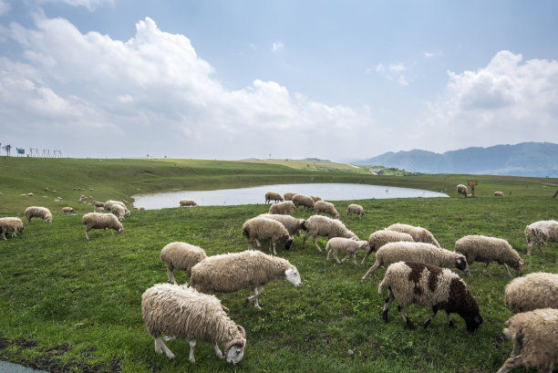 sheep