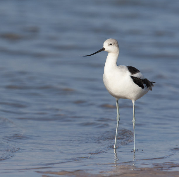 avocet