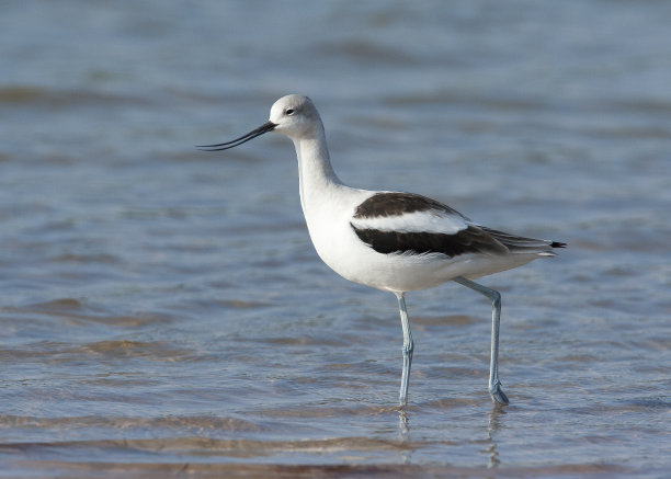 avocet