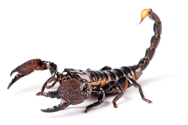 scorpio
