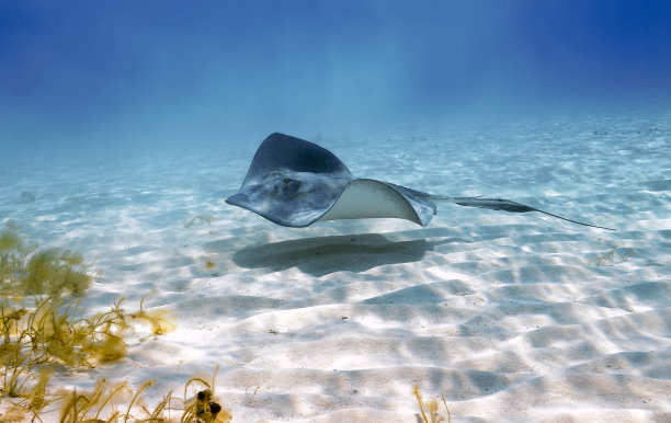 stingray