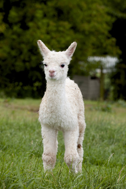 alpaca