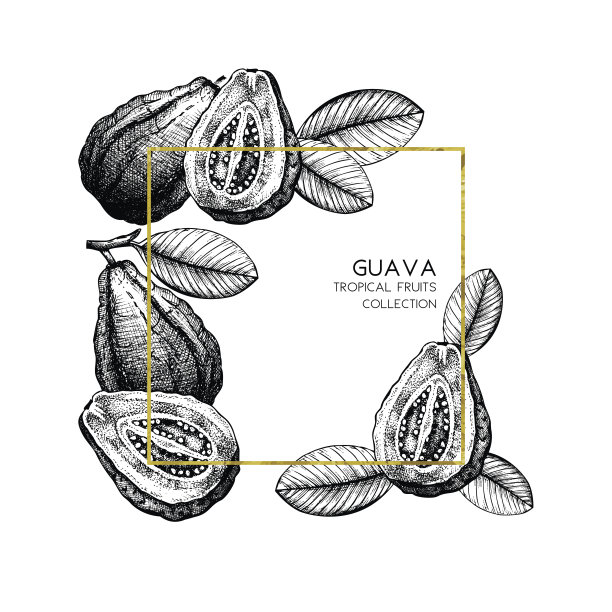 黄金百香果插画